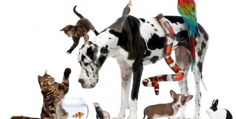 Cabinet Veterinar Cluj