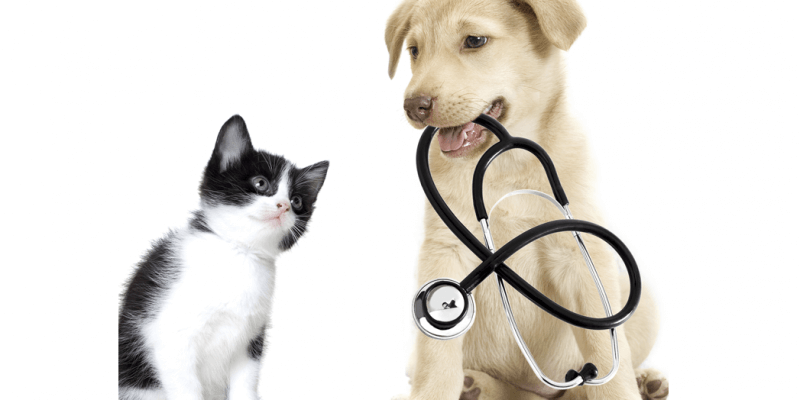 Veterinar Alba Iulia