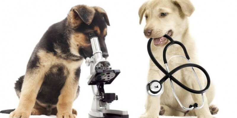 Veterinar Baia Mare