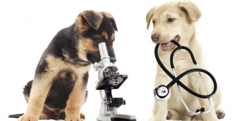 Veterinar Suceava