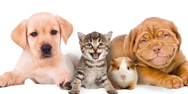 Veterinar Potrivit