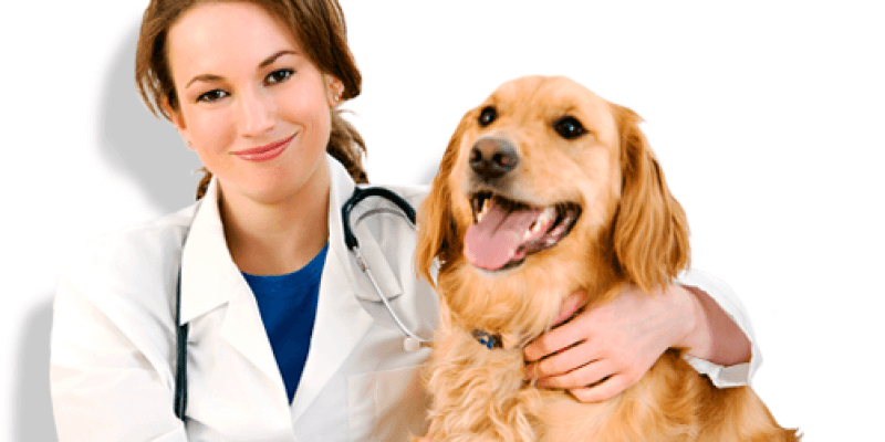 Veterinar Valcea